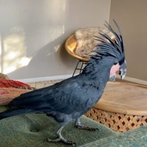 Black Palm Cockatoo For Sale