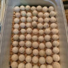 Fertile Cockatoo Parrot Eggs