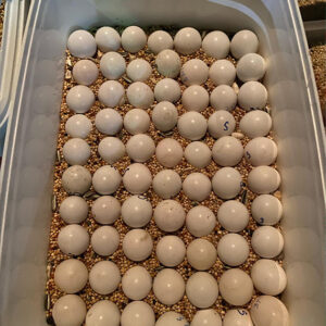 Fertile Cockatoo Parrot Eggs