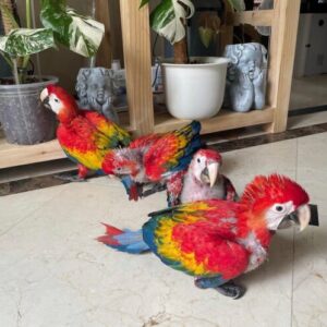 Scarlet Macaw Price