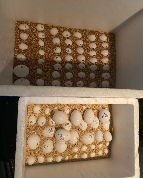 Fertile Macaw Parrot Eggs