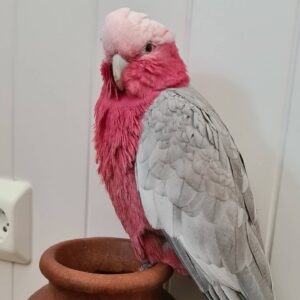 Galah Cockatoo