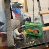African Grey Parrot Near Me