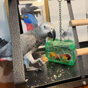 African Grey Parrot Near Me