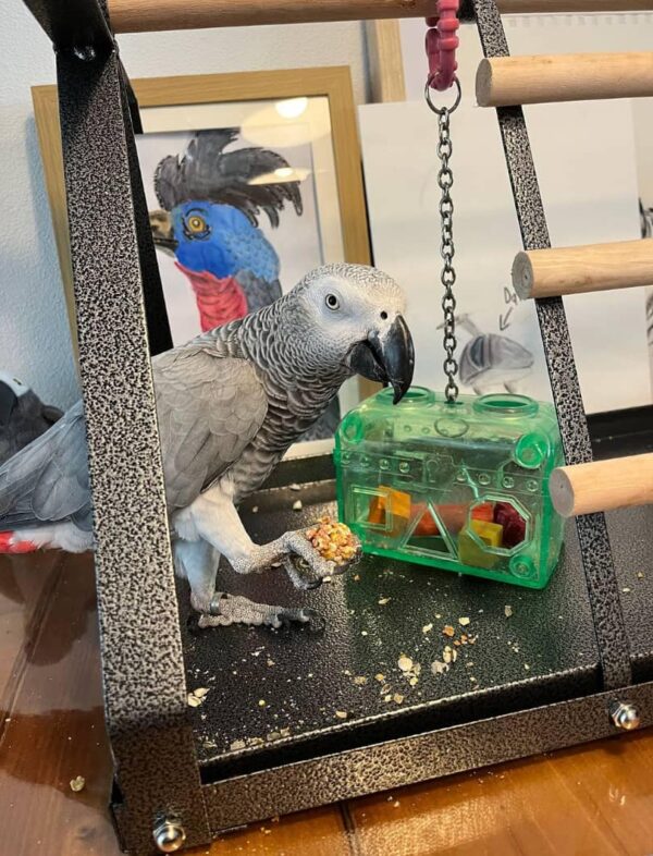 African Grey Parrot Near Me