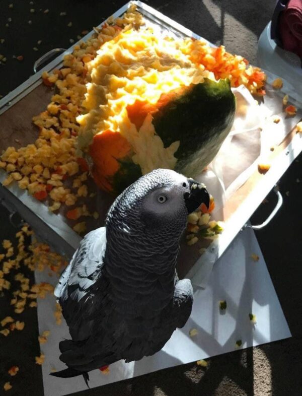 How Much Is An African Grey Parrot