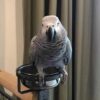 african grey parrots for sale near me