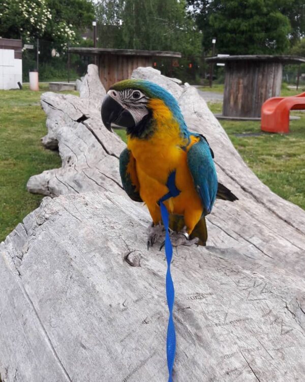 Baby Macaw Parrots For Sale