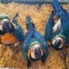 Blue And Gold Macaw Near Me