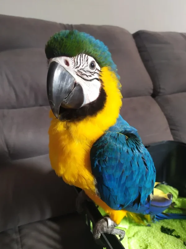 Blue And Gold Macaw