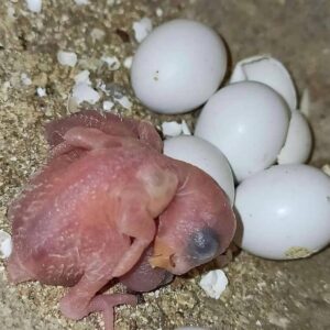 Fertile Parrot Eggs