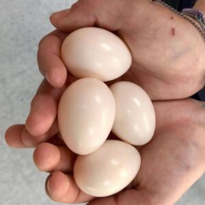 Green-Winged Parrot Macaw Eggs