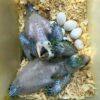 Hyacinth Macaw Eggs for sale