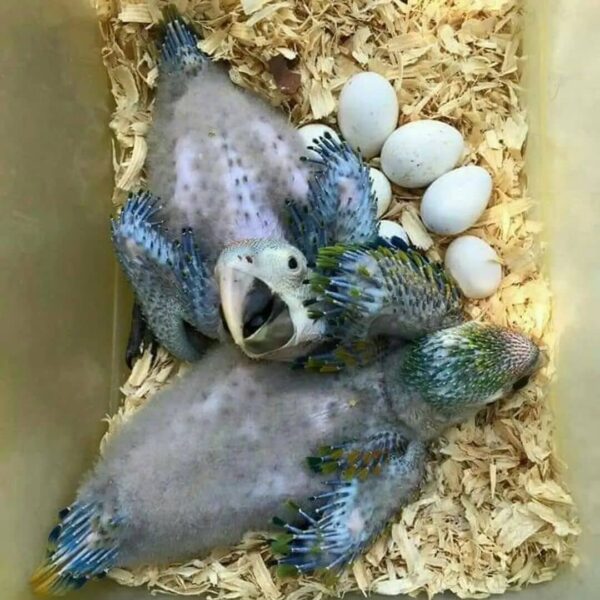 Hyacinth Macaw Eggs for sale