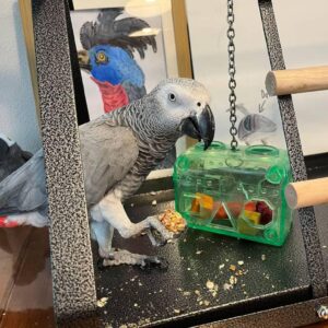 African Grey Parrot For Sale Near Me
