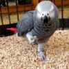 African Grey Parrot For Sale