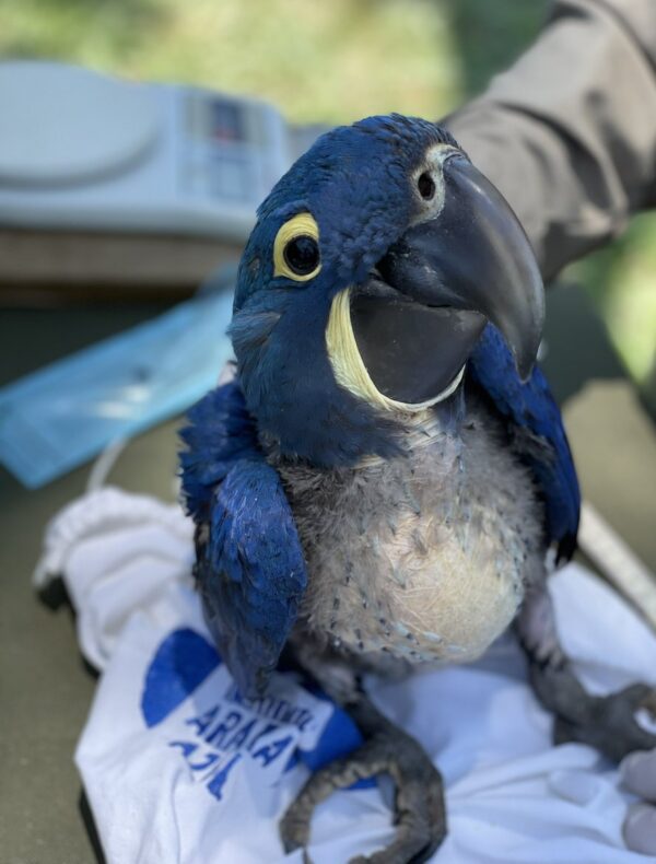 hyacinth macaw parrots for sale