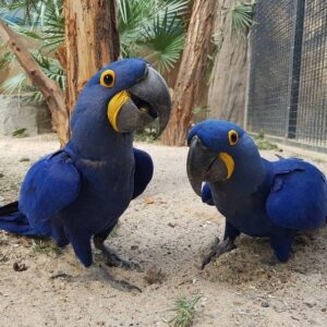 Hyacinth macaw parrots for sale